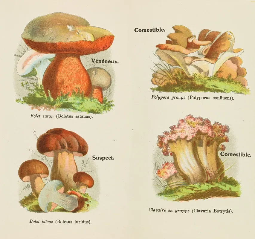 Petit Atlas Des Champignons Pl 3 Wall Art by Delachaux & Niestlé - High-Resolution Digital Print