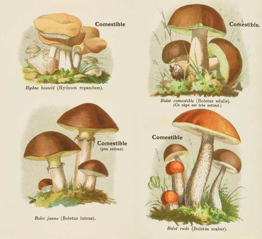 Petit Atlas Des Champignons Pl 4 Wall Art by Delachaux & Niestlé - High-Resolution Digital Print