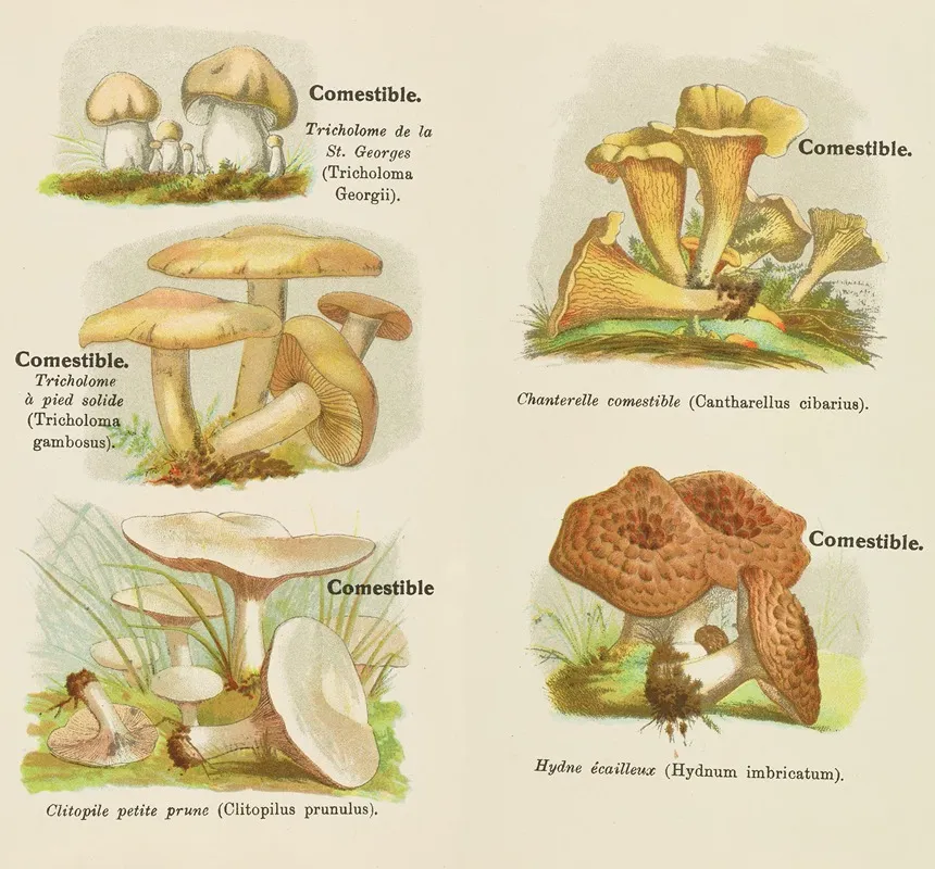 Petit Atlas Des Champignons Pl 5 Wall Art by Delachaux & Niestlé - High-Resolution Digital Print