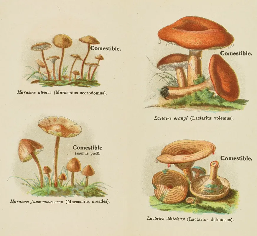 Petit Atlas Des Champignons Pl 7 Wall Art by Delachaux &amp; Niestlé - High-Resolution Digital Print