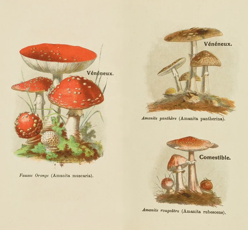 Petit Atlas Des Champignons Pl 8 Wall Art by Delachaux &amp; Niestlé - High-Resolution Digital Print