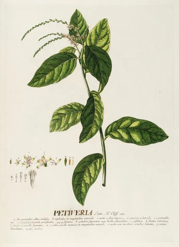 Petiveria Wall Art by Georg Dionysius Ehret - High-Resolution Digital Print