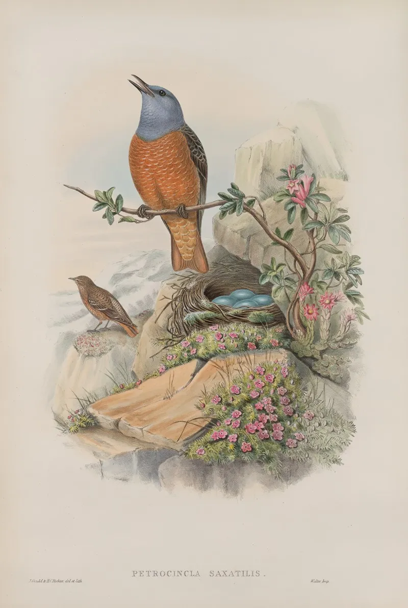 Petrocincla Saxatilis Rock Thrush Wall Art by John Gould - High-Resolution Digital Print