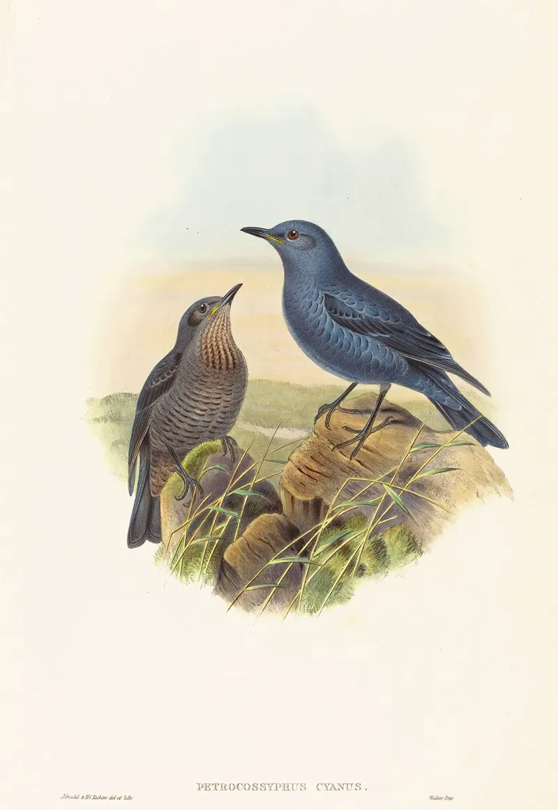Petrocossyphus Cyanus Blue Rockthrush Wall Art by John Gould - High-Resolution Digital Print