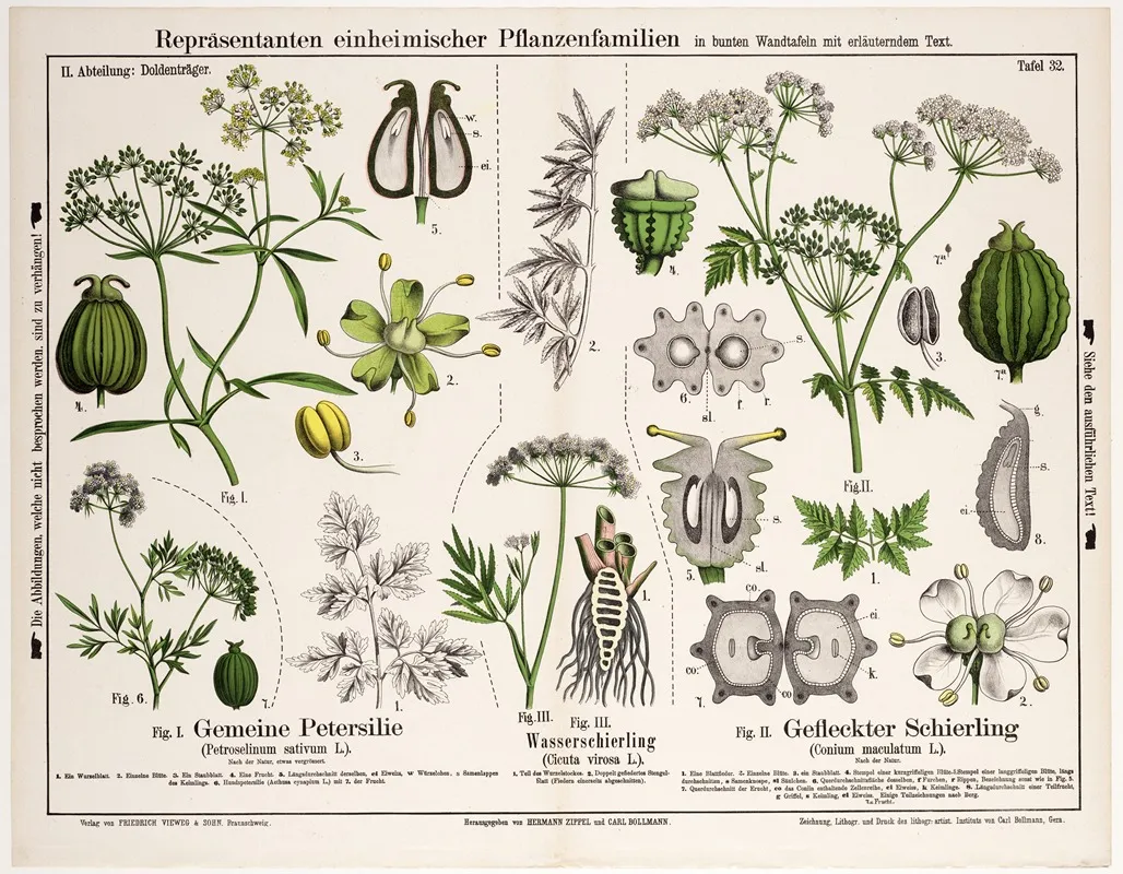 Petroselinum Sativum Cicuta Virosa Conium Maculatum Wall Art by Hermann Zippel - High-Resolution Digital Print