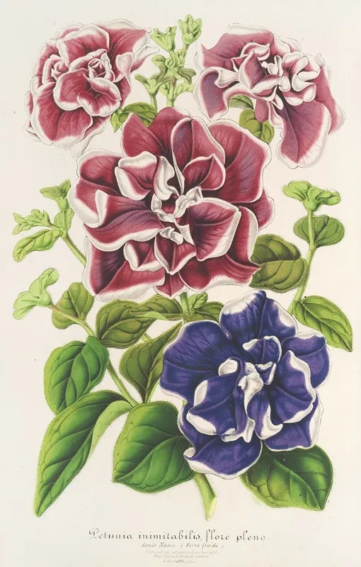 Petunia Inimitabilis Hybride Flore Pleno Wall Art by Charles Antoine Lemaire - High-Resolution Digital Print