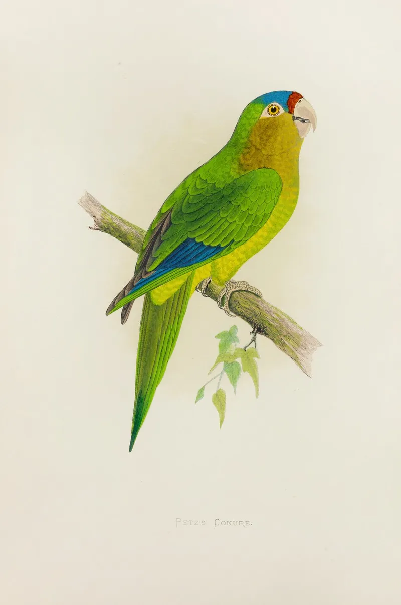 Petzs Conure Wall Art by Alexander Francis Lydon - High-Resolution Digital Print