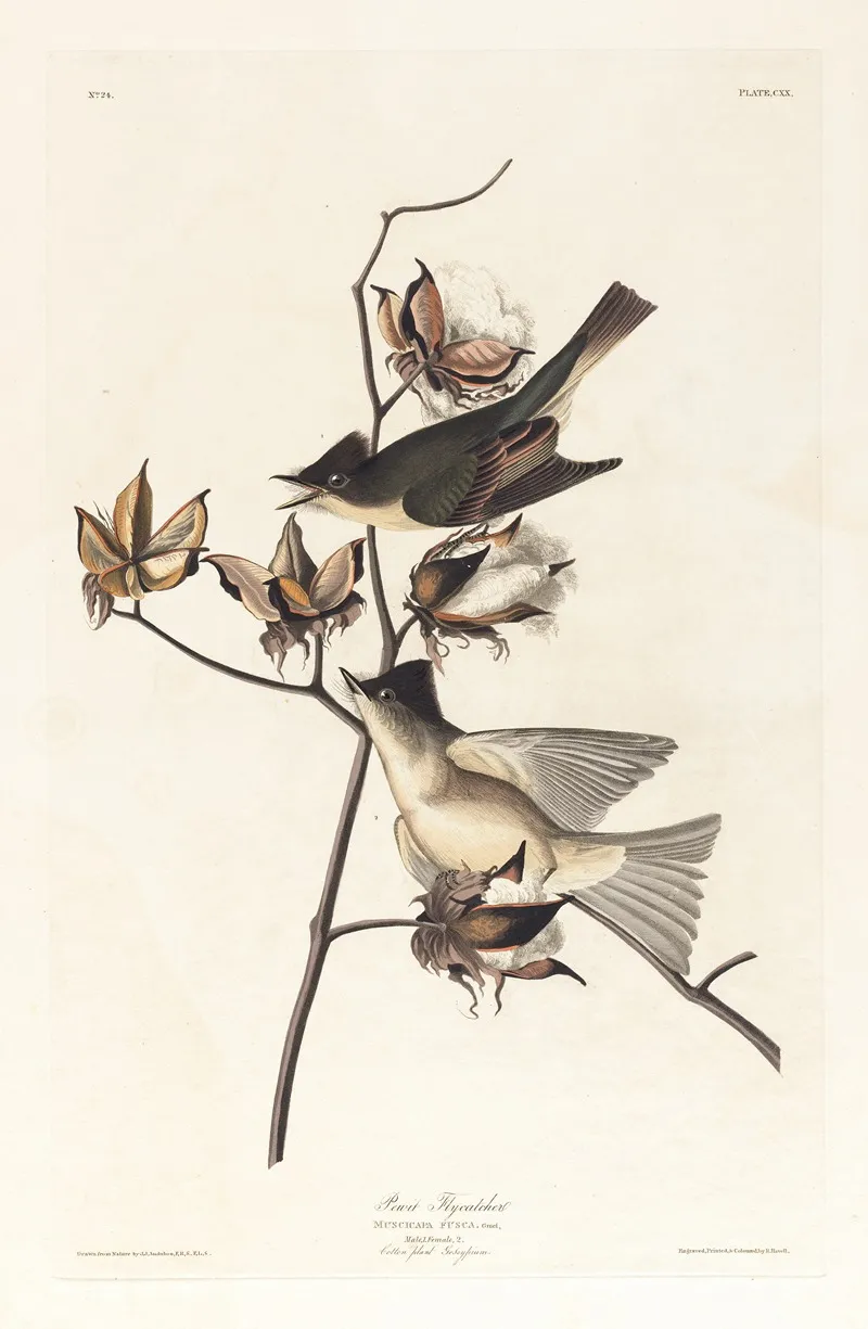 Pewit Flycatcher Wall Art by John James Audubon - High-Resolution Digital Print