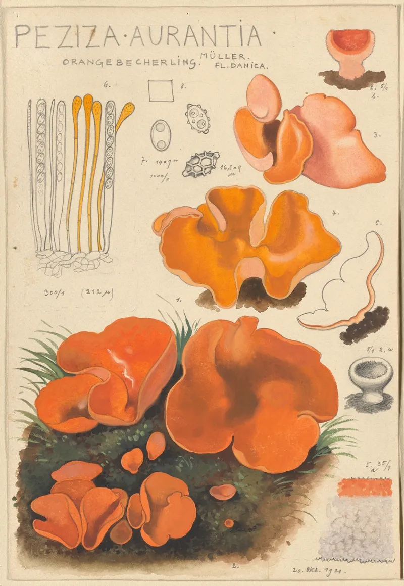 Peziza Aurantia Wall Art by Hans Walty - High-Resolution Digital Print