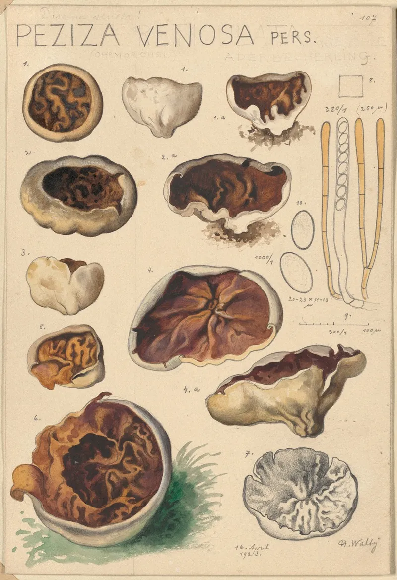 Peziza Venosa Wall Art by Hans Walty - High-Resolution Digital Print