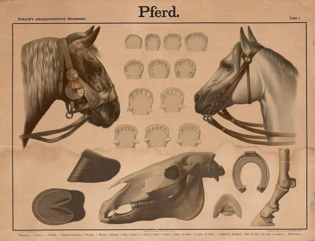 Pferd 2 Wall Art by Wilhelm Bauer - High-Resolution Digital Print