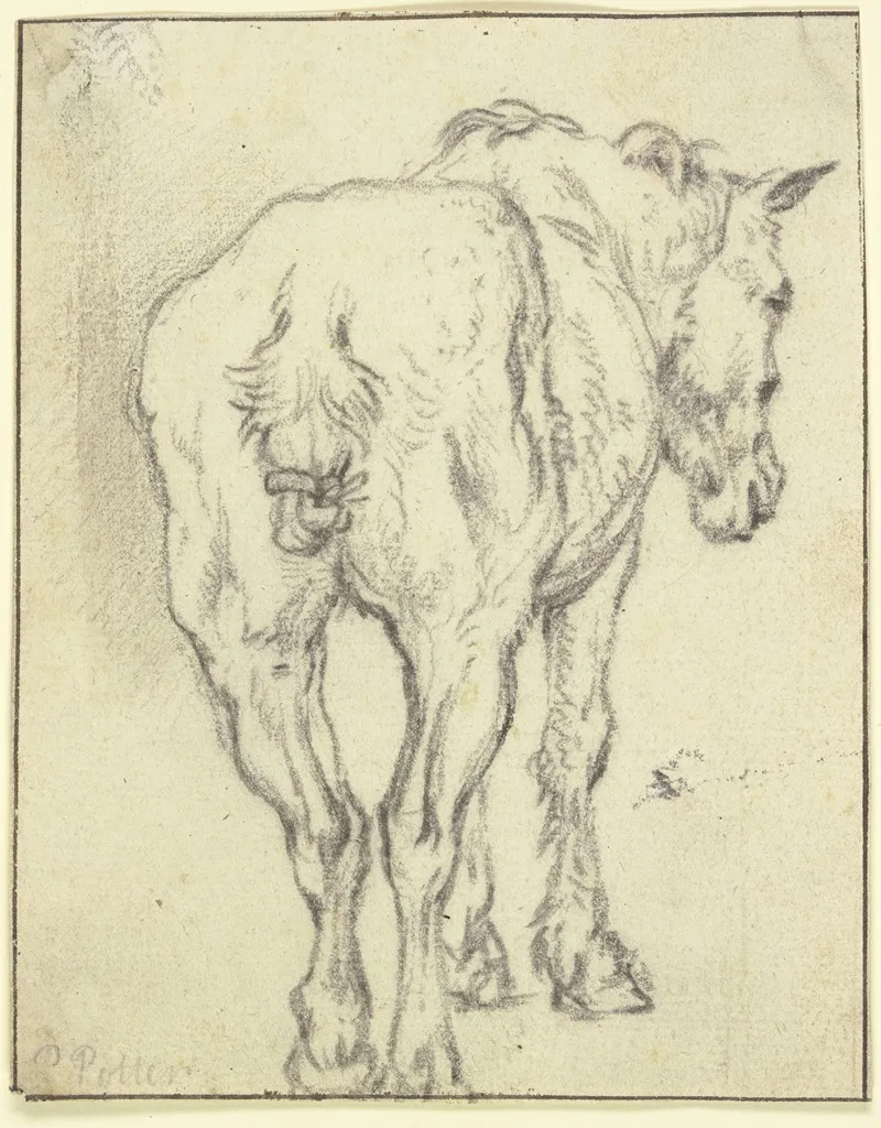 Pferd Mit Zusammengebundenem Schweif In Ruckansicht