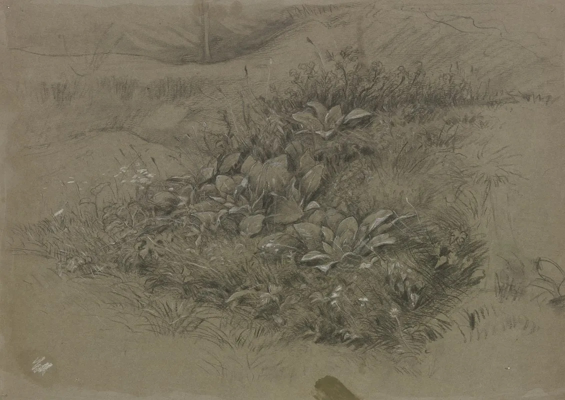 Pflanzenstudie In Wiesenlandschaft