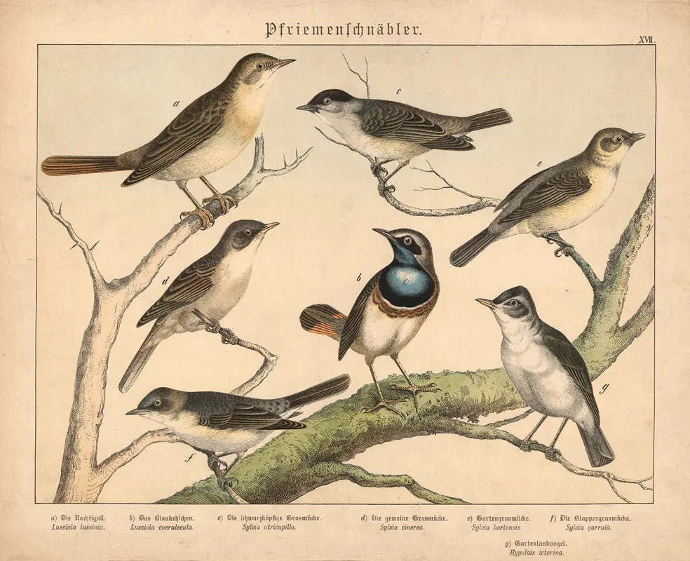 Pfriemenschnabler 2 Wall Art by Gotthilf Heinrich von Schubert - High-Resolution Digital Print