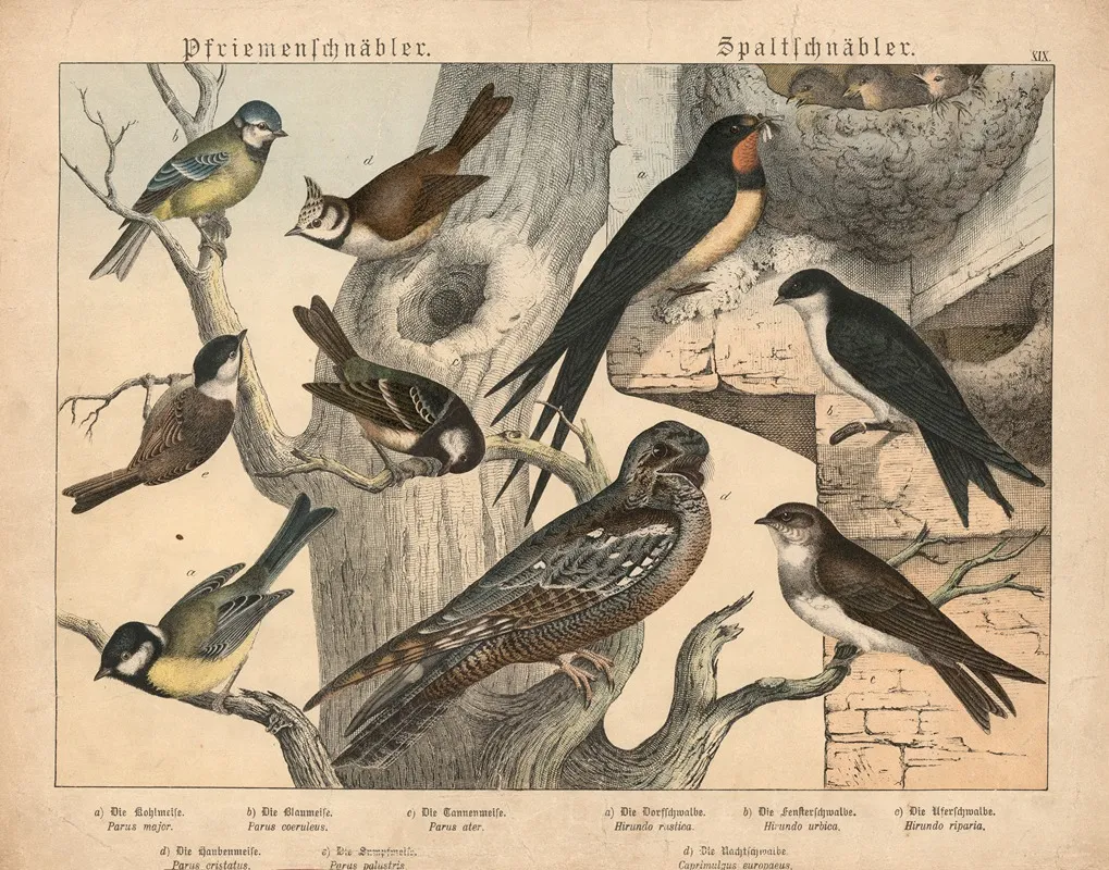 Pfriemenschnabler Spaltschnabler Wall Art by Gotthilf Heinrich von Schubert - High-Resolution Digital Print