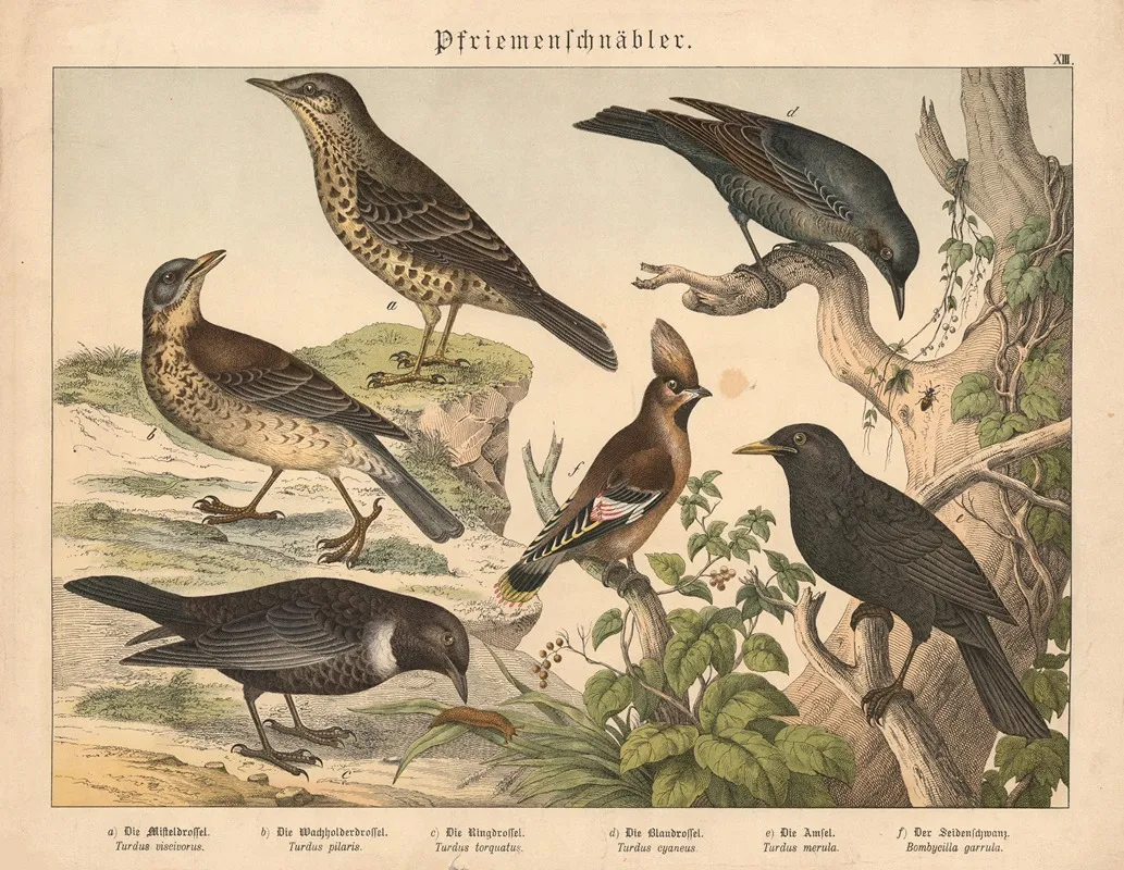 Pfriemenschnabler Wall Art by Gotthilf Heinrich von Schubert - High-Resolution Digital Print