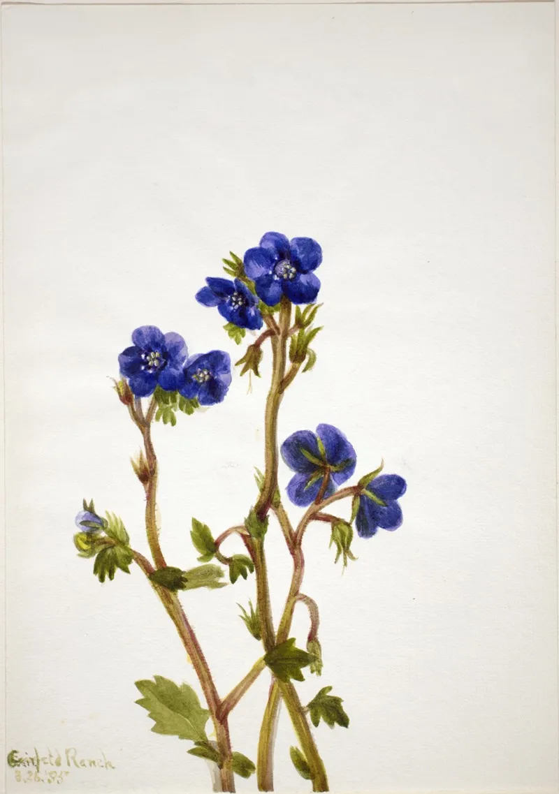 Phacelia Phacelia Parryi