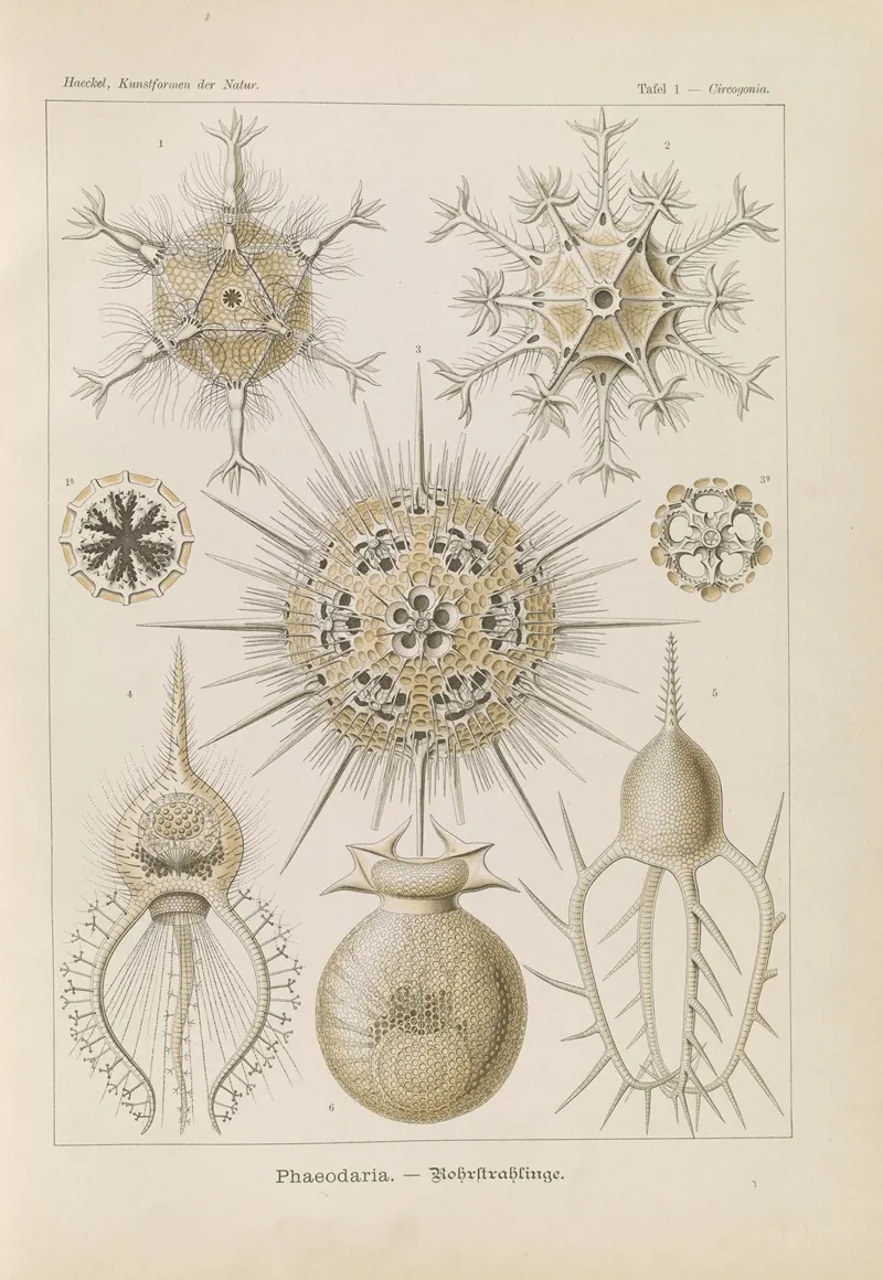 Phaeodaria Rohrstrahlinge Wall Art by Ernst Haeckel - High-Resolution Digital Print