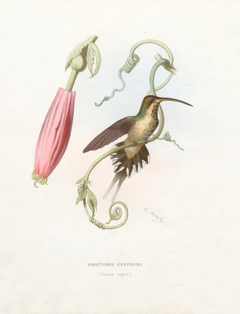 Phaetomis Enrynome Wall Art by Paul Eugène Mesplès - High-Resolution Digital Print