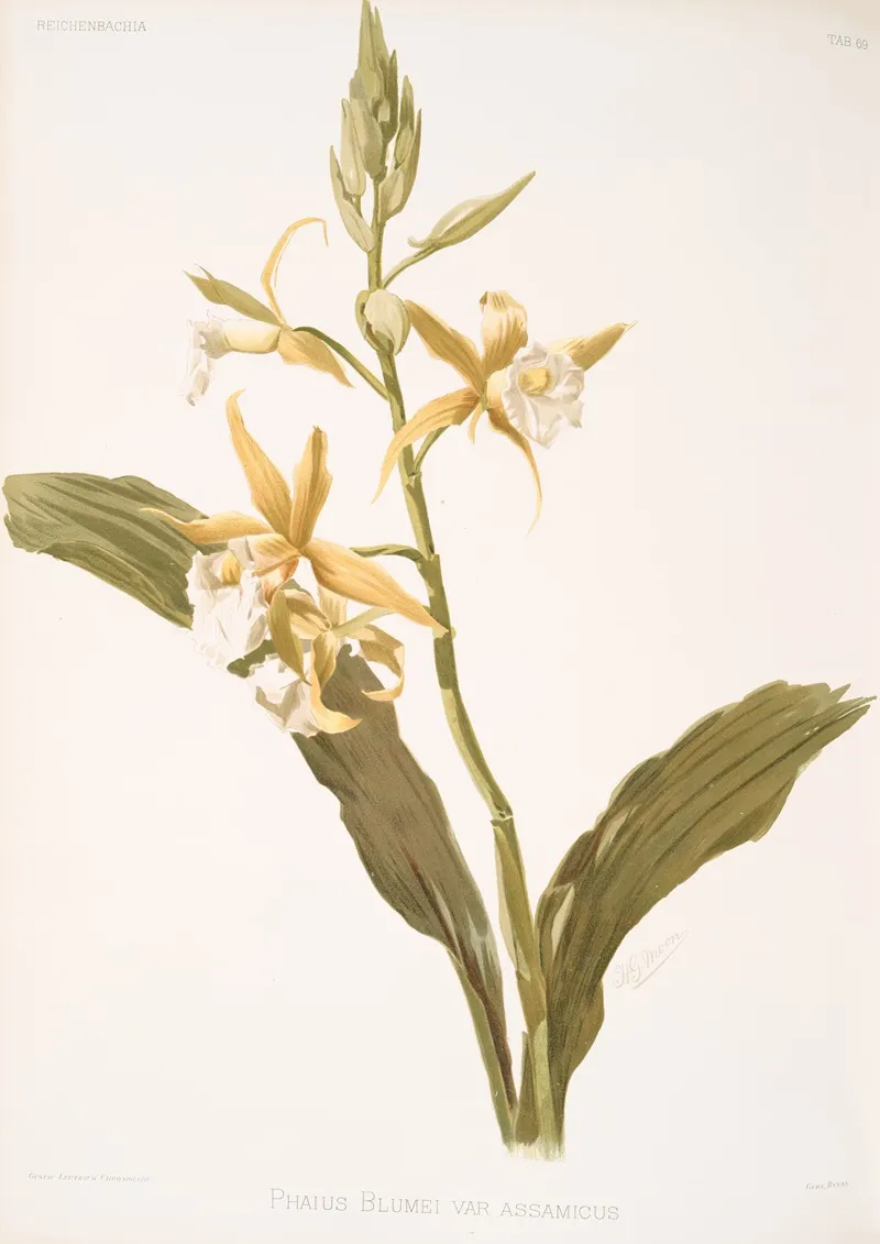 Phaius Blumei Var Assamicus Wall Art by Frederick Sander - High-Resolution Digital Print