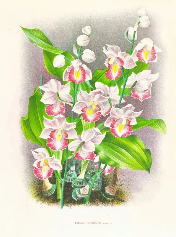 Phaius Humbloti Wall Art by Jean Jules Linden - High-Resolution Digital Print