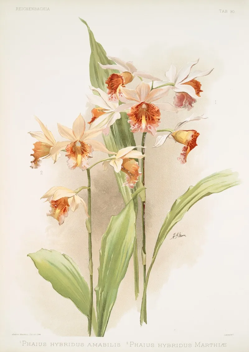 Phaius Hybridus Amabilis Phaius Hybridus Marthiae Wall Art by Frederick Sander - High-Resolution Digital Print