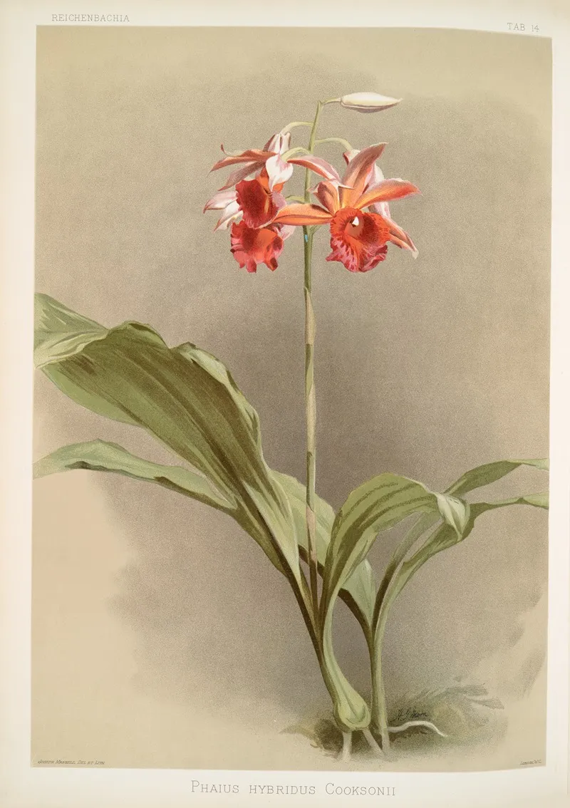 Phaius Hybridus Cooksonii Wall Art by Frederick Sander - High-Resolution Digital Print