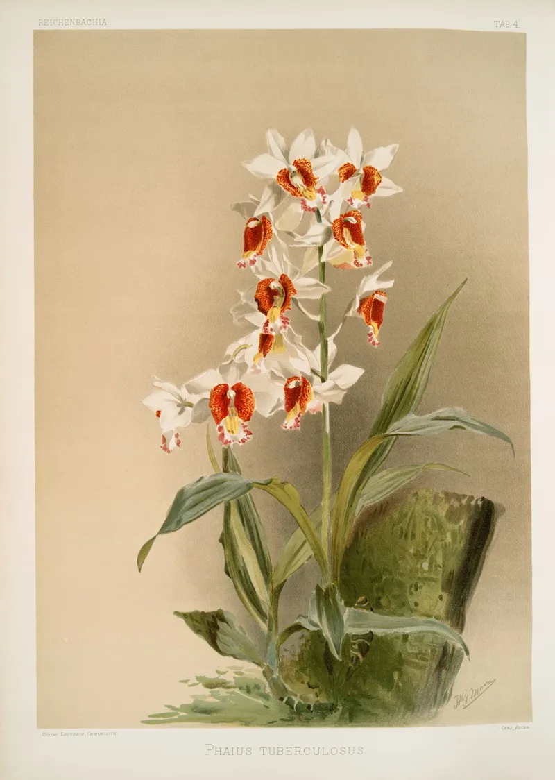 Phaius Tuberculosus Wall Art by Frederick Sander - High-Resolution Digital Print