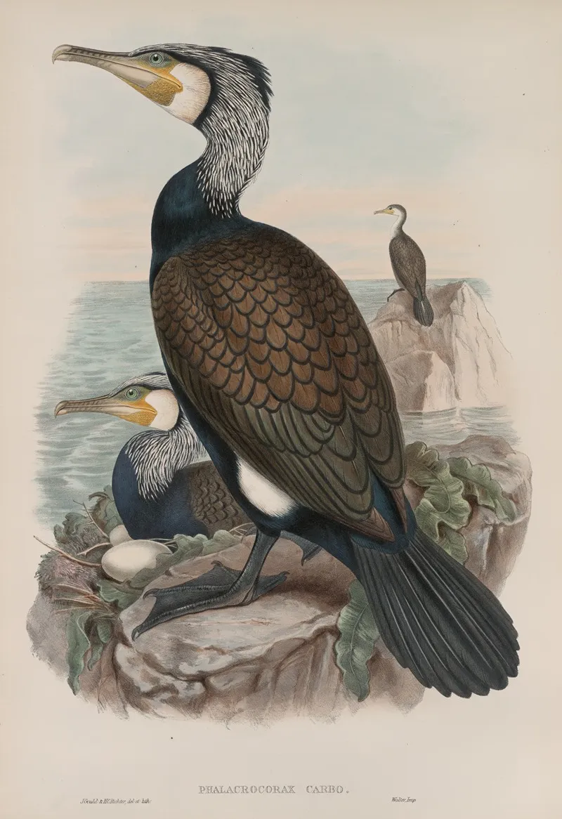 Phalacrocorax Carbo Cormorant Wall Art by John Gould - High-Resolution Digital Print