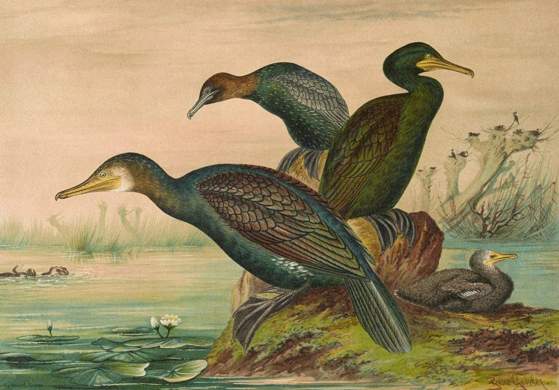Phalacrocorax Carbo Phalacrocorax Graculus Phalacrocorax Pygmaeus 2 Wall Art by Johann Friedrich Naumann - High-Resolution Digital Print