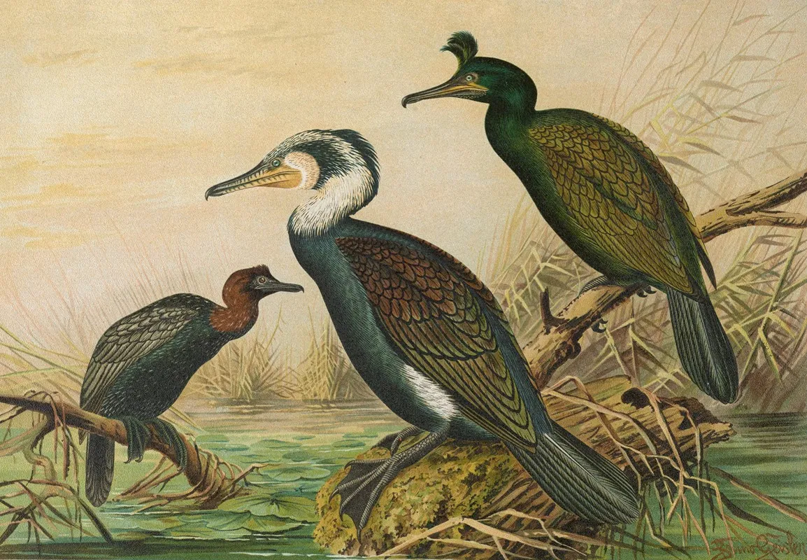 Phalacrocorax Carbo Phalacrocorax Graculus Phalacrocorax Pygmaeus 3 Wall Art by Johann Friedrich Naumann - High-Resolution Digital Print