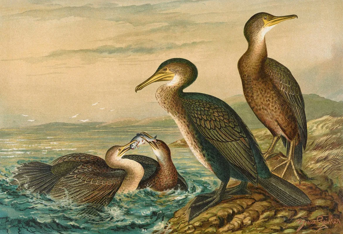 Phalacrocorax Carbo Phalacrocorax Graculus Phalacrocorax Pygmaeus Wall Art by Johann Friedrich Naumann - High-Resolution Digital Print