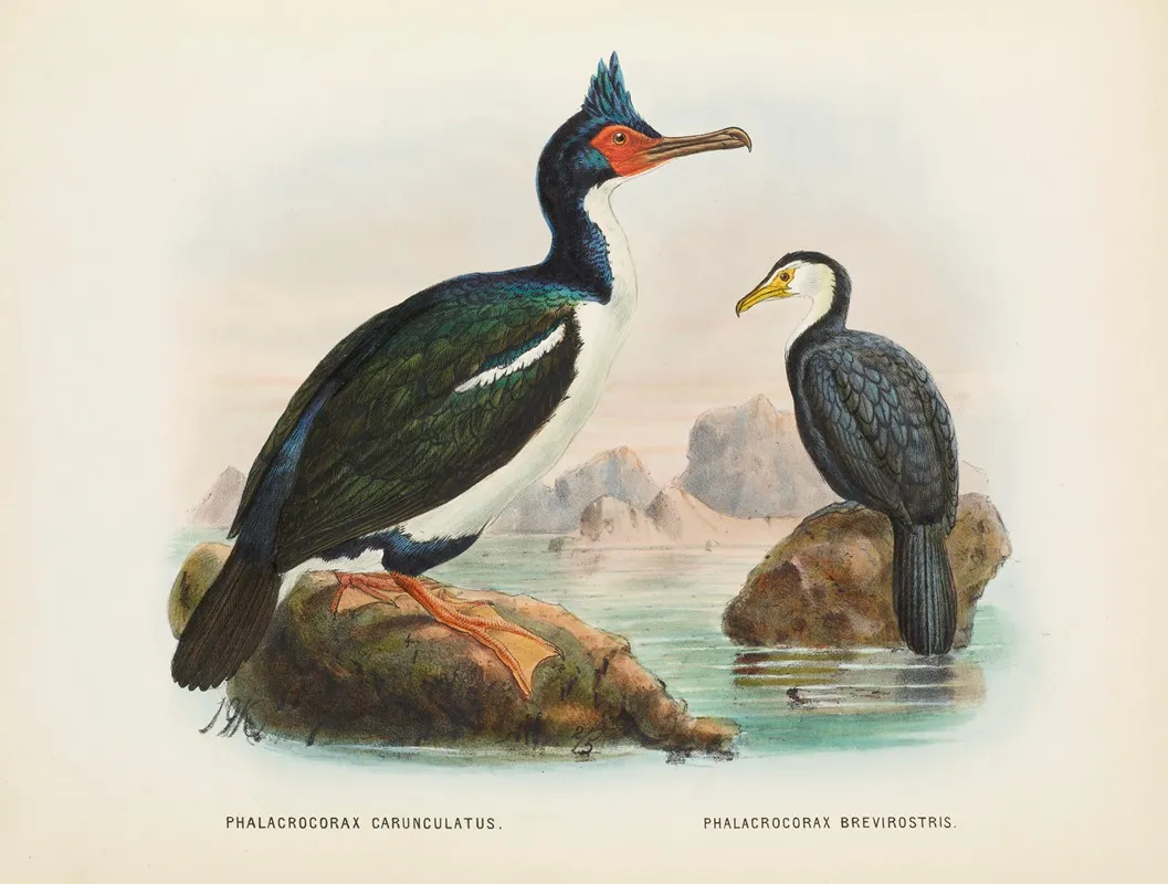 Phalacrocorax Carunculatas Onslowi And Phalacrocorax Brevirostris Wall Art by John Gerrard Keulemans - High-Resolution Digital Print