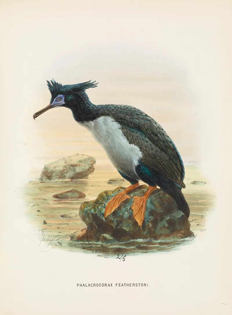Phalacrocorax Featherstoni Wall Art by John Gerrard Keulemans - High-Resolution Digital Print