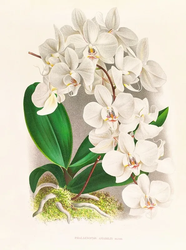 Phalaenopsis Amabilis Wall Art by Jean Jules Linden - High-Resolution Digital Print