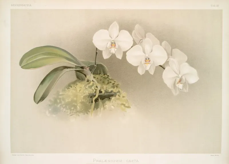 Phalaenopsis Casta Wall Art by Frederick Sander - High-Resolution Digital Print