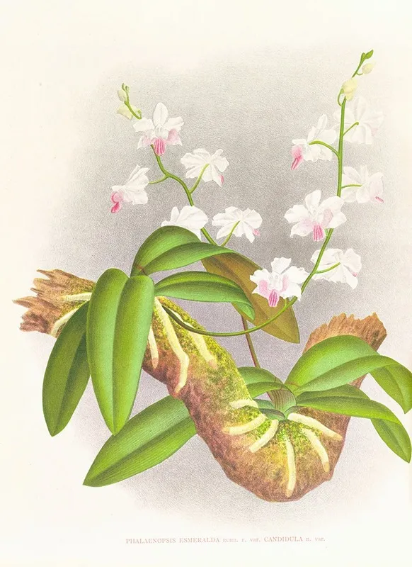 Phalaenopsis Esmeralda Var Candidula Wall Art by Jean Jules Linden - High-Resolution Digital Print