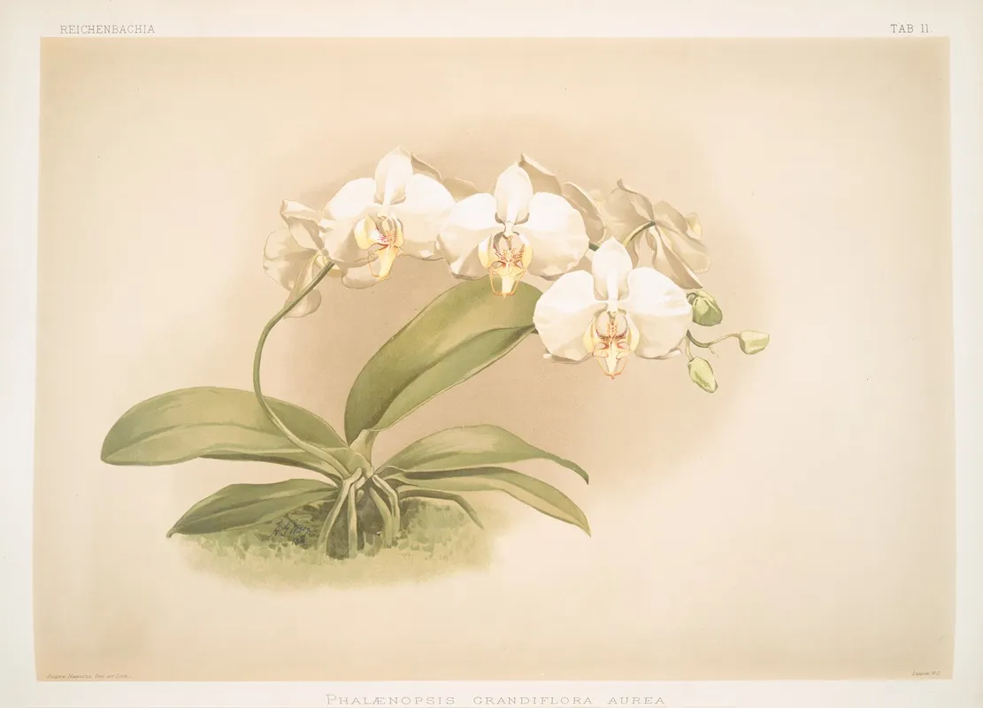 Phalaenopsis Grandiflora Aurea Wall Art by Frederick Sander - High-Resolution Digital Print