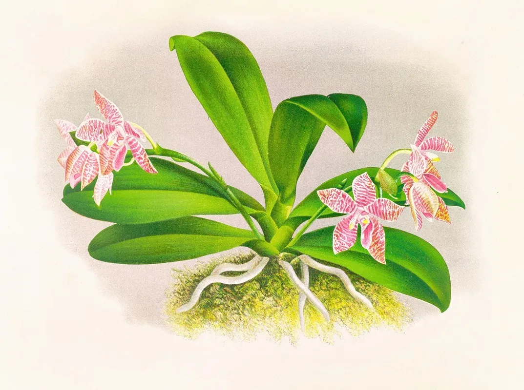 Phalaenopsis Luddemanniana Wall Art by Jean Jules Linden - High-Resolution Digital Print