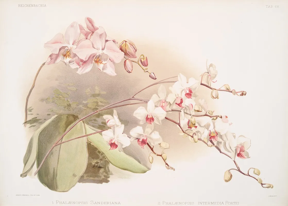 Phalaenopsis Sanderiana Phalaenopsis Intermedia Portei Wall Art by Frederick Sander - High-Resolution Digital Print