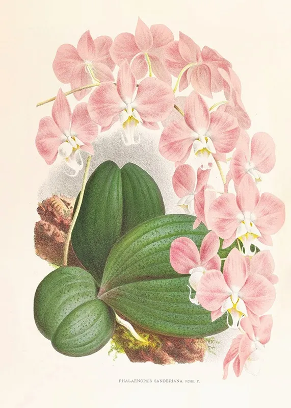 Phalaenopsis Sanderiana Wall Art by Jean Jules Linden - High-Resolution Digital Print