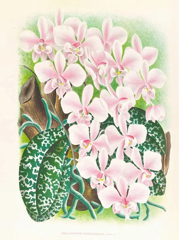 Phalaenopsis Schilleriana 2 Wall Art by Jean Jules Linden - High-Resolution Digital Print