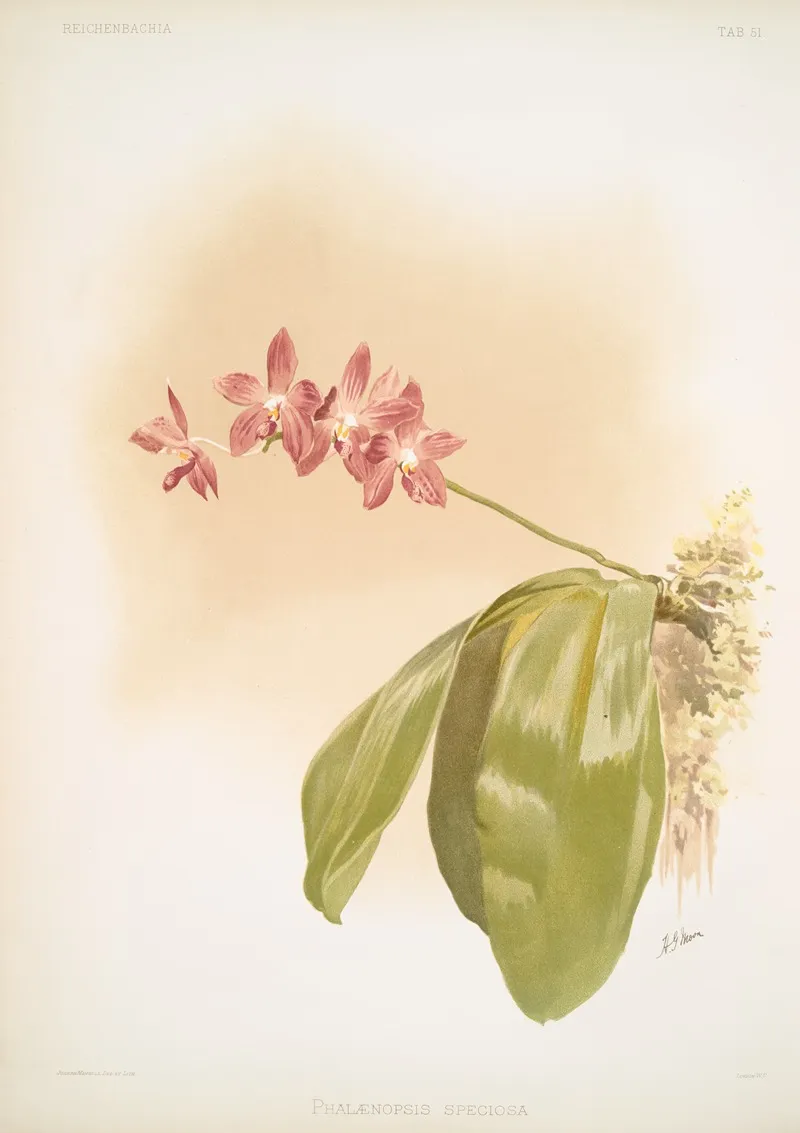 Phalaenopsis Speciosa Wall Art by Frederick Sander - High-Resolution Digital Print