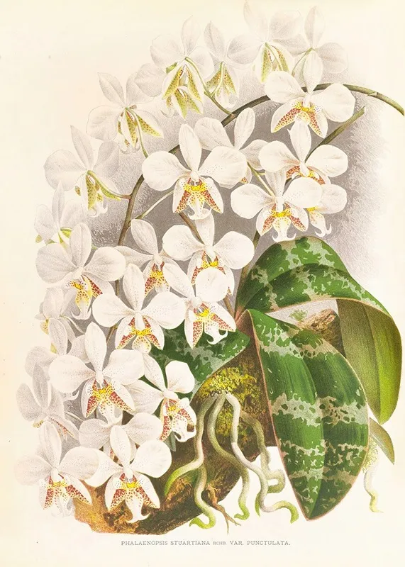 Phalaenopsis Stuartiana Wall Art by Jean Jules Linden - High-Resolution Digital Print