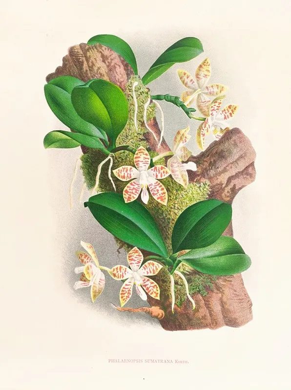 Phalaenopsis Sumatrana Wall Art by Jean Jules Linden - High-Resolution Digital Print