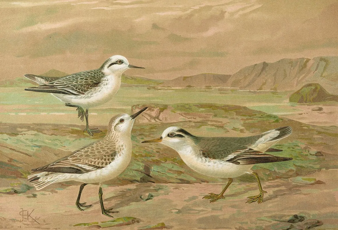 Phalaropus Fulicarius Phalaropus Lobatus Calidris Arenaria Wall Art by Johann Friedrich Naumann - High-Resolution Digital Print