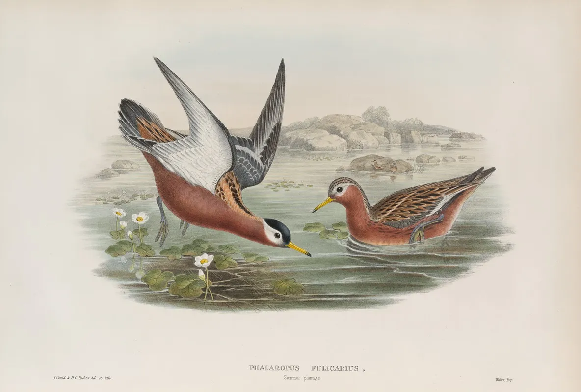 Phalaropus Fulicarius Summer Plumage Grey Phalarope Summer Plumage Wall Art by John Gould - High-Resolution Digital Print