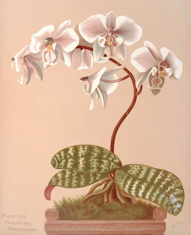 Phalenopsis Schilleriana Wall Art by Harriet Stewart Miner - High-Resolution Digital Print
