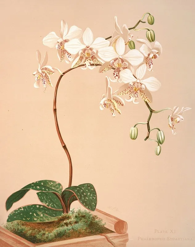 Phalenopsis Stuartiana Wall Art by Harriet Stewart Miner - High-Resolution Digital Print