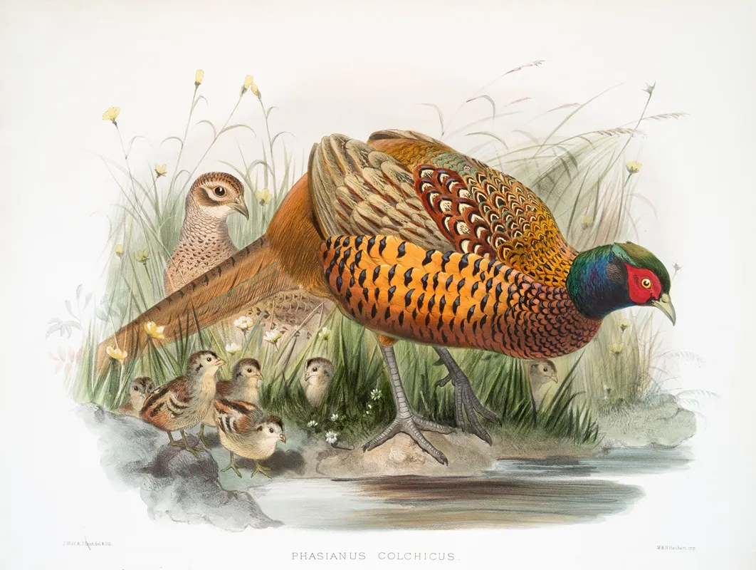 Phasianus Colchicus 2 Wall Art by Joseph Smit - High-Resolution Digital Print